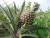 Ananas: clicca per ingrandire