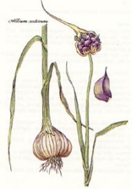 allium Sativum: clicca pe ringrandire